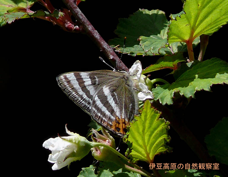 �ɓ������̎��R�ώ@��