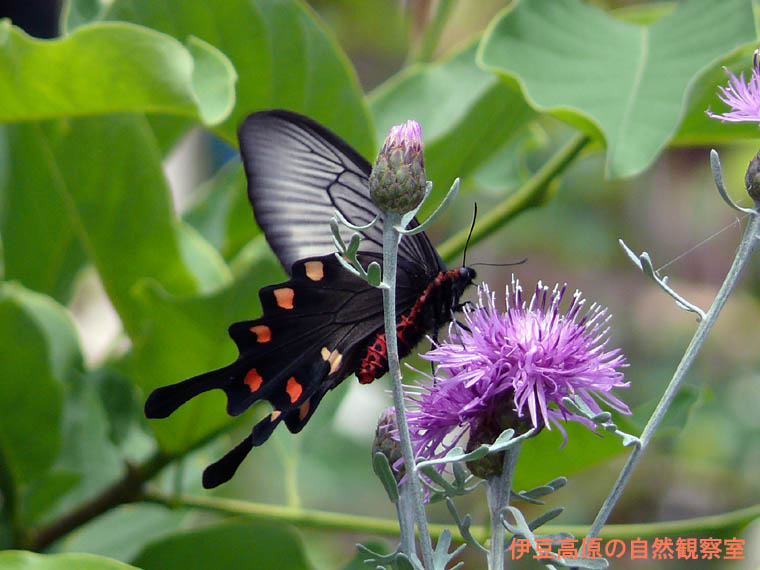 �ɓ������̎��R�ώ@��