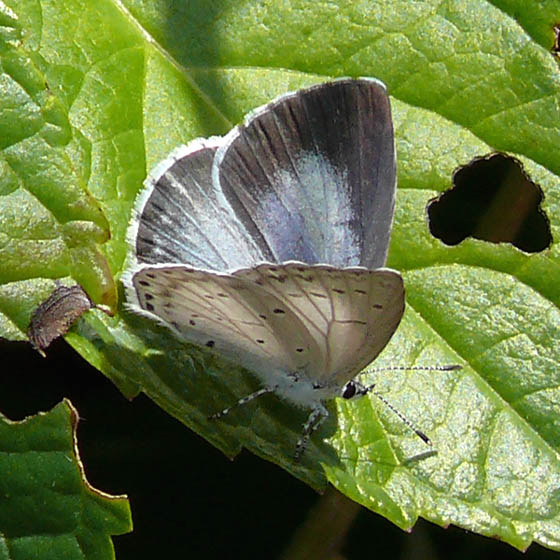 �ɓ������̎��R�ώ@��