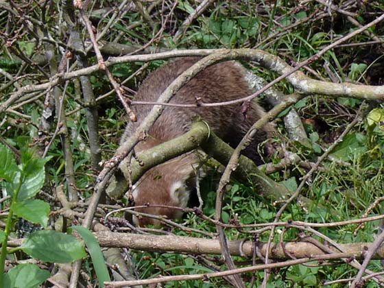 �ɓ������̎��R�ώ@��