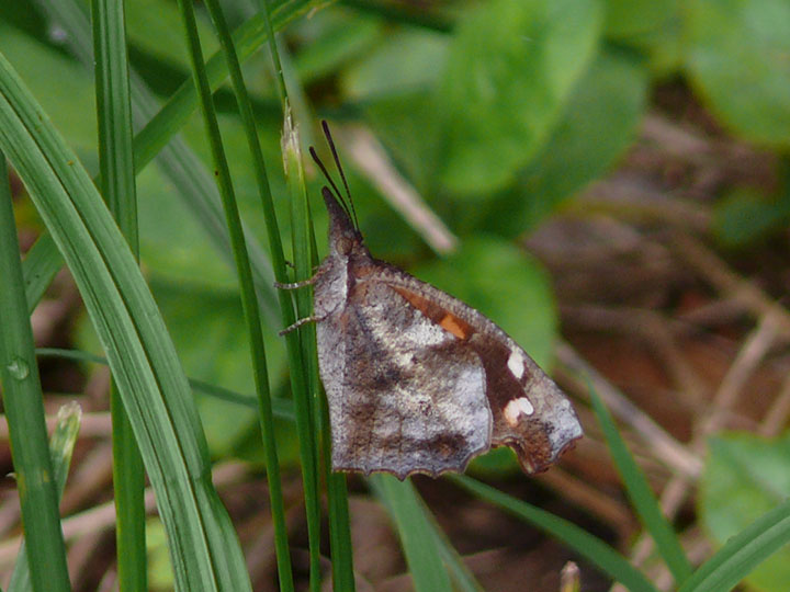 �ɓ������̎��R�ώ@��