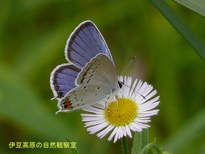 �ɓ������̎��R�ώ@��