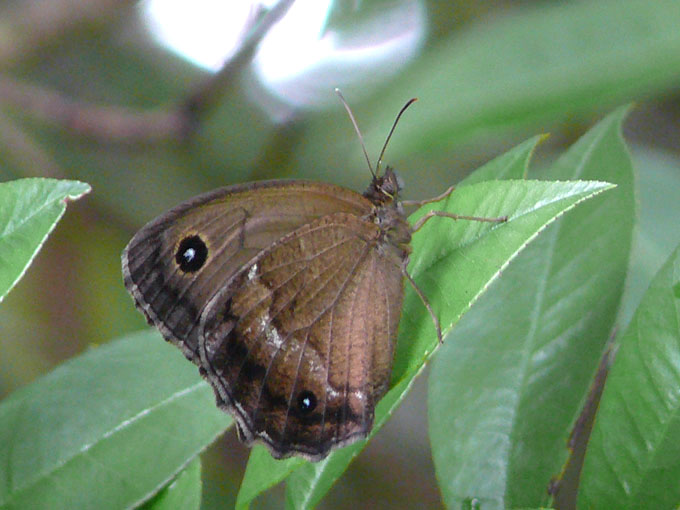 �ɓ������̎��R�ώ@��