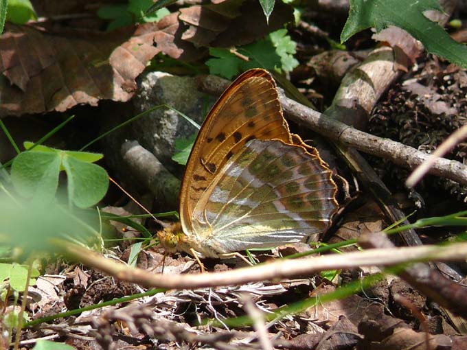 �ɓ������̎��R�ώ@��