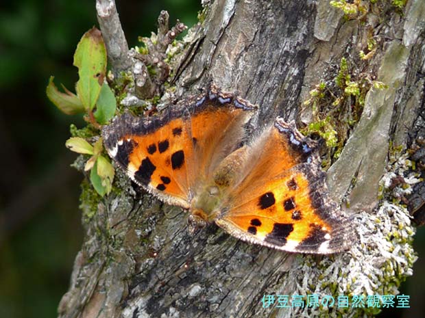 �ɓ������̎��R�ώ@��