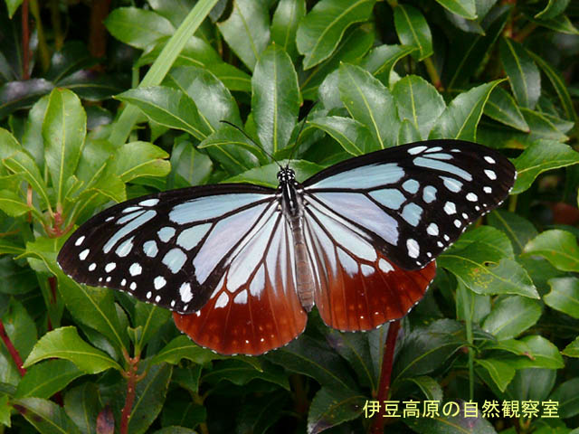 �ɓ������̎��R�ώ@��