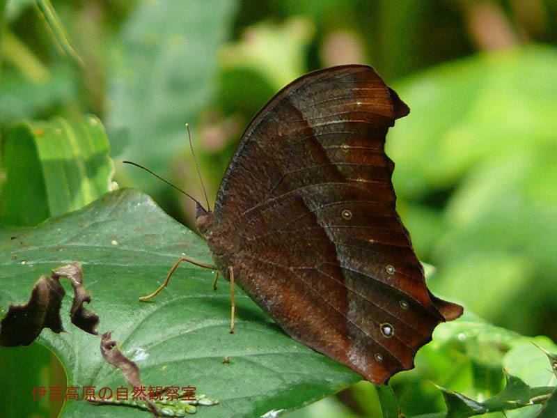 �ɓ������̎��R�ώ@��