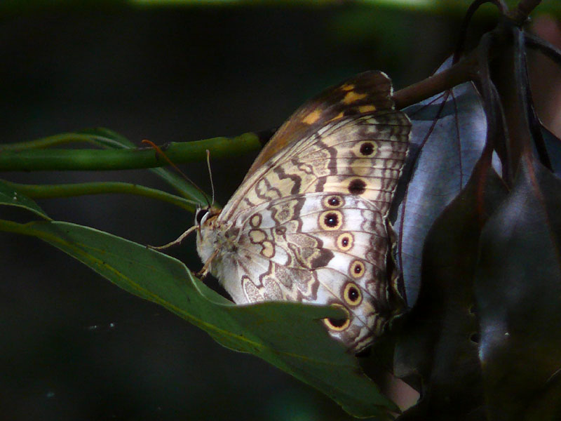 �ɓ������̎��R�ώ@��