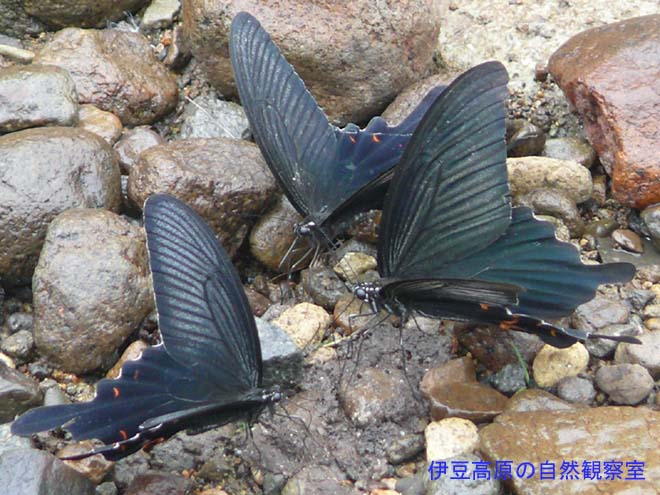 �ɓ������̎��R�ώ@��