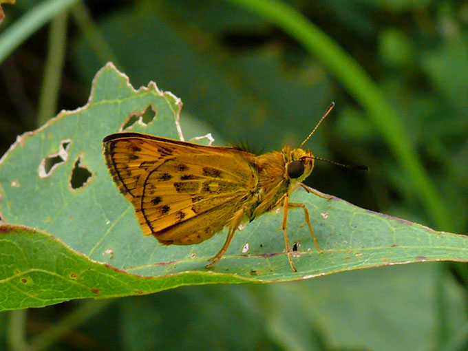 �ɓ������̎��R�ώ@��