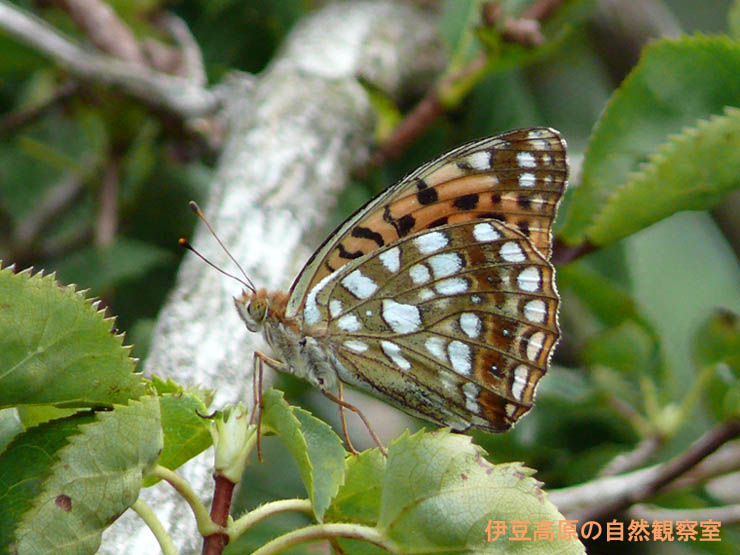 �ɓ������̎��R�ώ@��