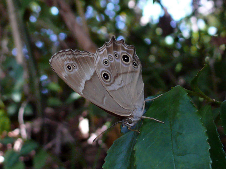 �ɓ������̎��R�ώ@��