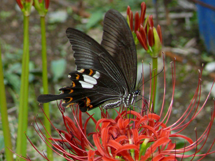 �ɓ������̎��R�ώ@��