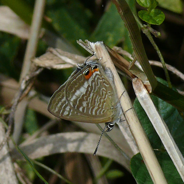 �ɓ������̎��R�ώ@��