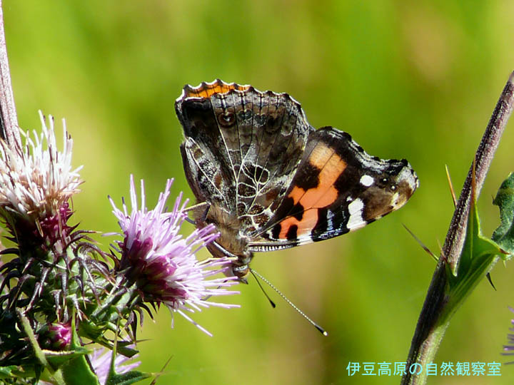 �ɓ������̎��R�ώ@��