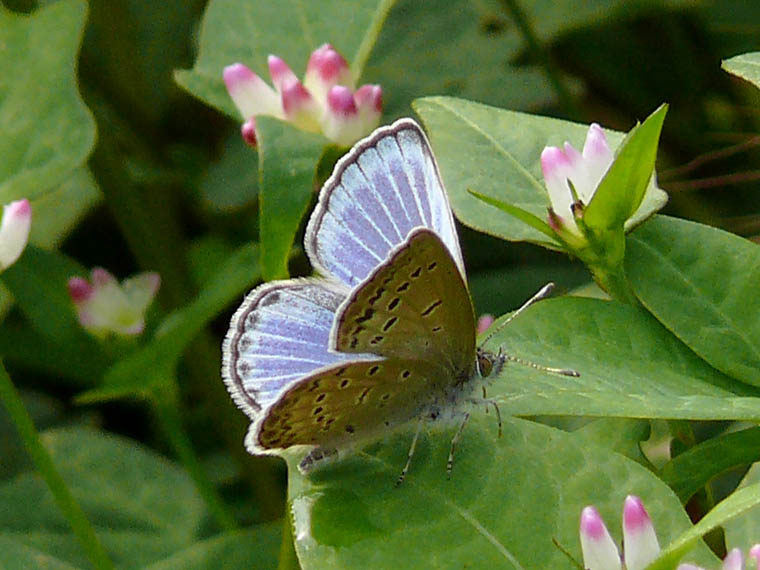 �ɓ������̎��R�ώ@��