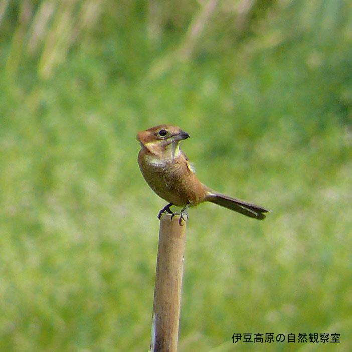 �ɓ������̎��R�ώ@��