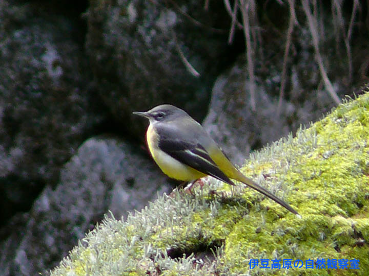 �ɓ������̎��R�ώ@��