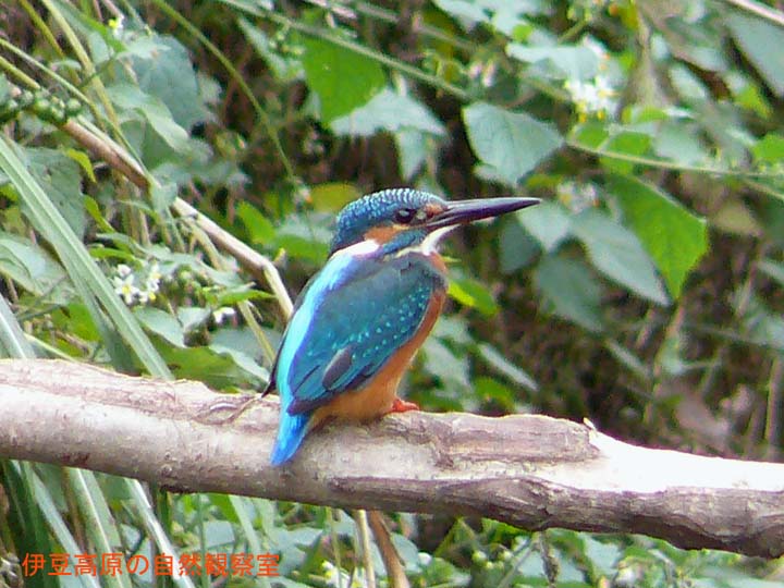 �ɓ������̎��R�ώ@��