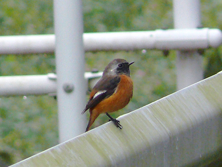 �ɓ������̎��R�ώ@��