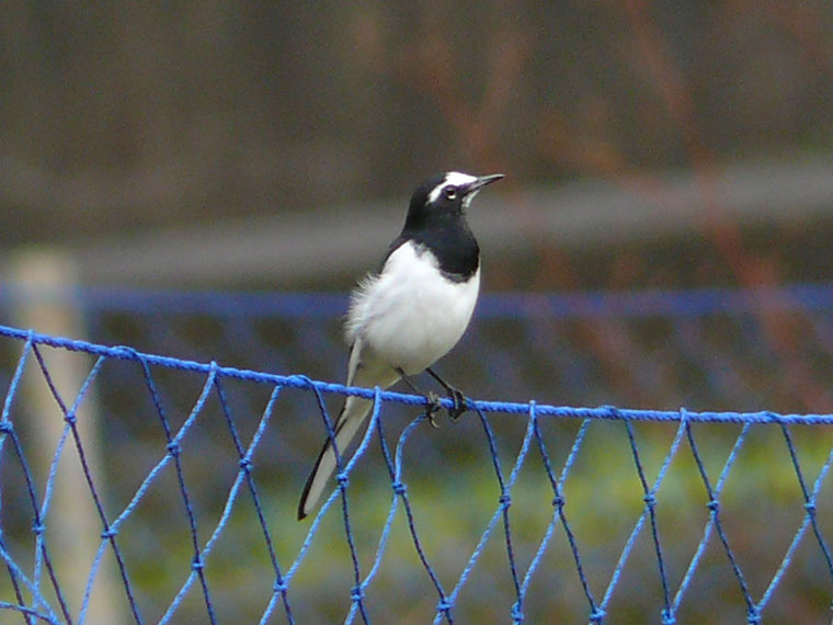 �ɓ������̎��R�ώ@��