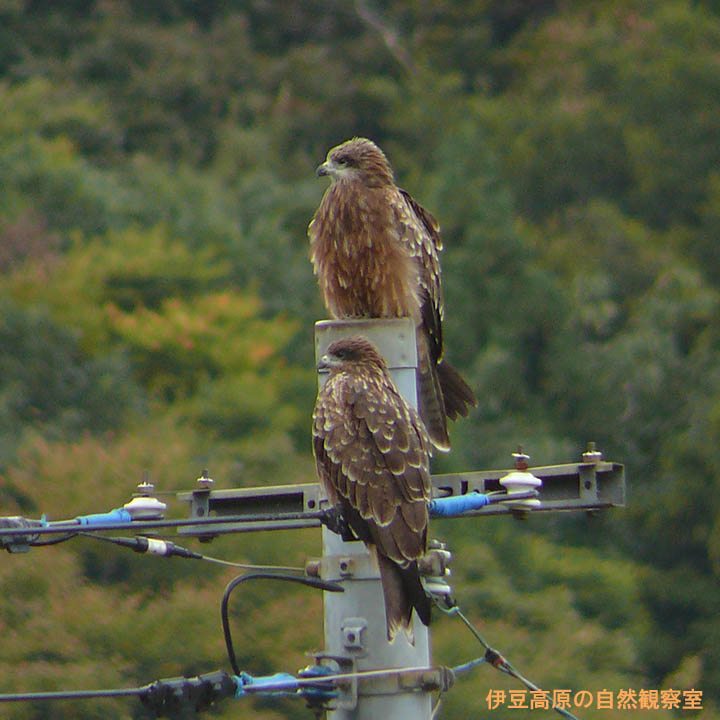 �ɓ������̎��R�ώ@��