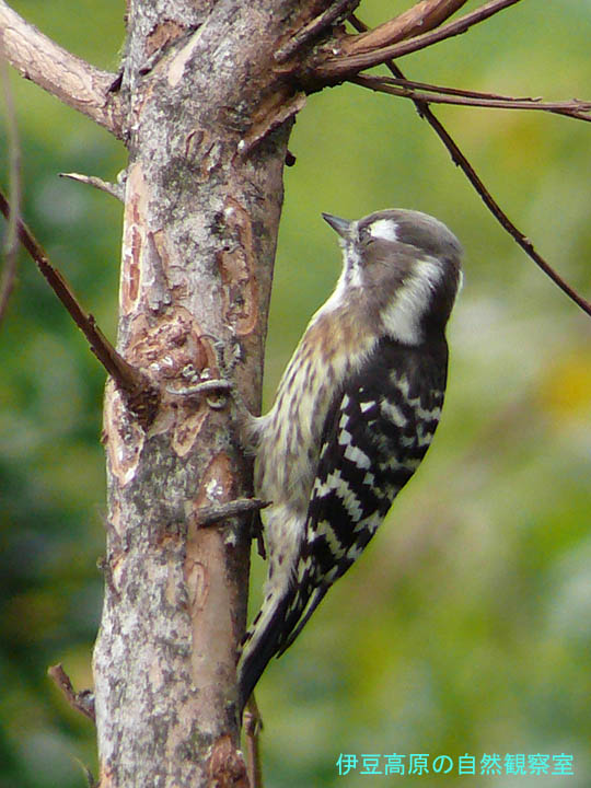 �ɓ������̎��R�ώ@��