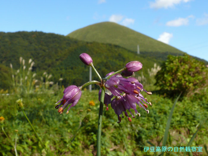 �ɓ������̎��R�ώ@��