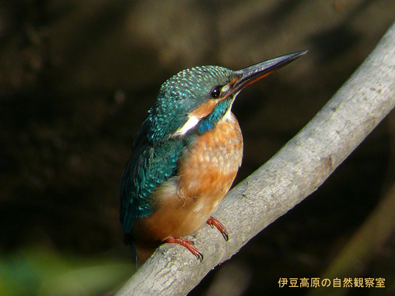 �ɓ������̎��R�ώ@��