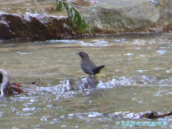 �ɓ������̎��R�ώ@��