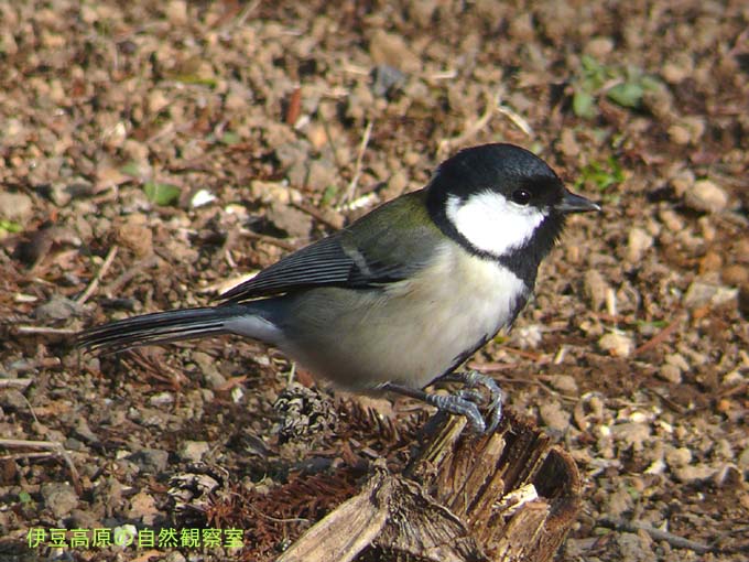 �ɓ������̎��R�ώ@��