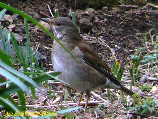 �ɓ������̎��R�ώ@��