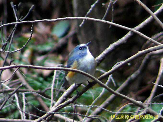 �ɓ������̎��R�ώ@��