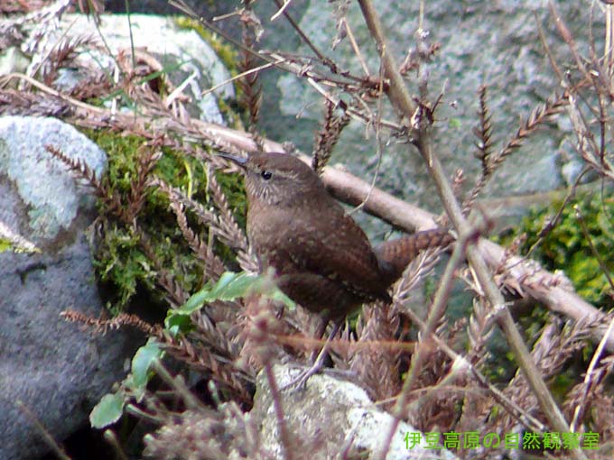 �ɓ������̎��R�ώ@��