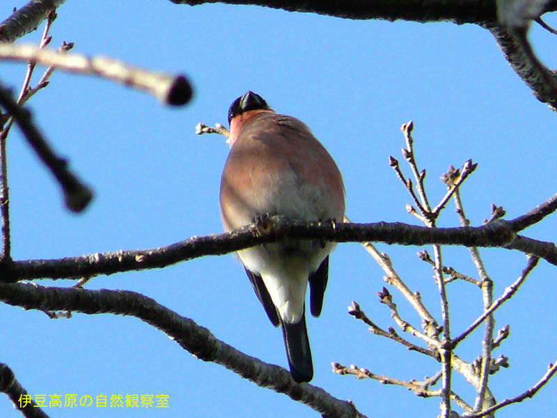 �ɓ������̎��R�ώ@��