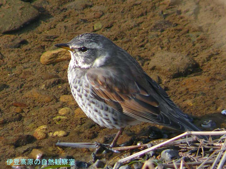 �ɓ������̎��R�ώ@��