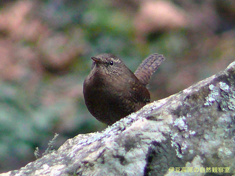 �ɓ������̎��R�ώ@��