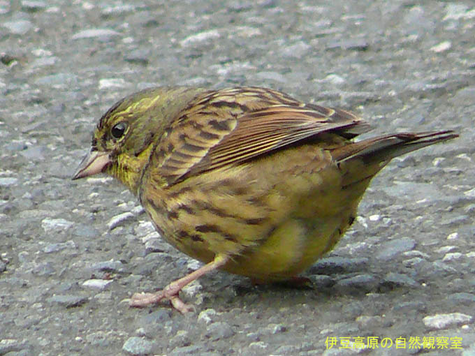 �ɓ������̎��R�ώ@��