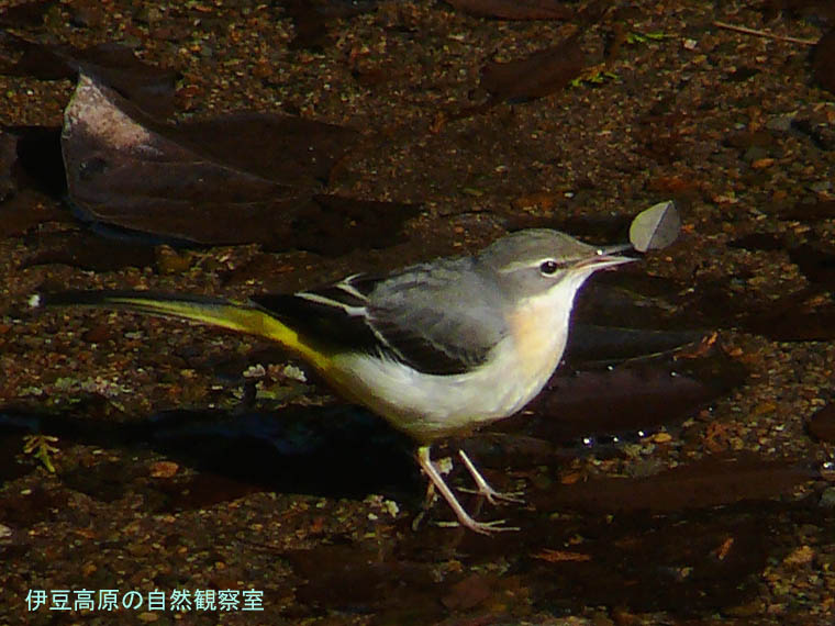 �ɓ������̎��R�ώ@��