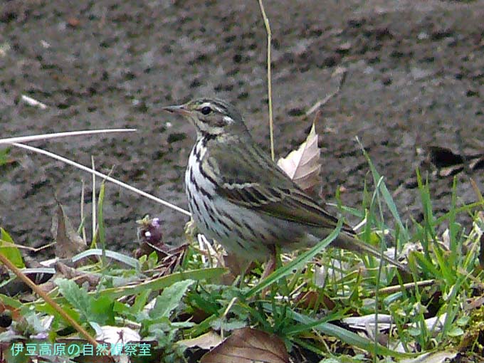 �ɓ������̎��R�ώ@��