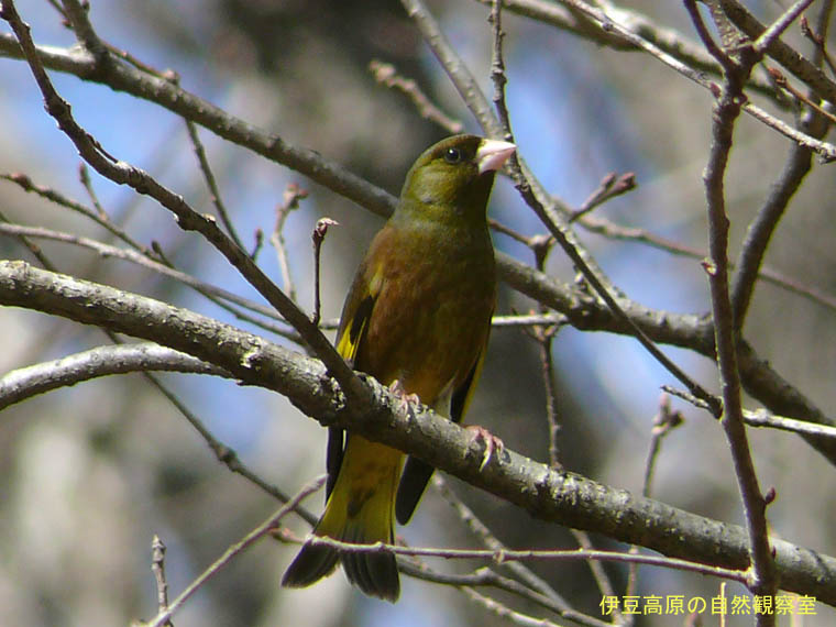 �ɓ������̎��R�ώ@��