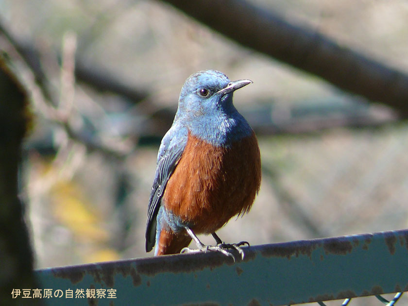 �ɓ������̎��R�ώ@��