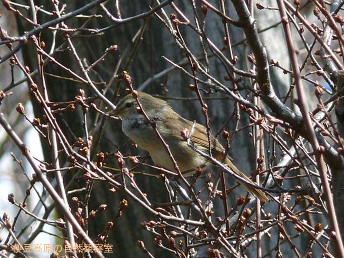 �ɓ������̎��R�ώ@��