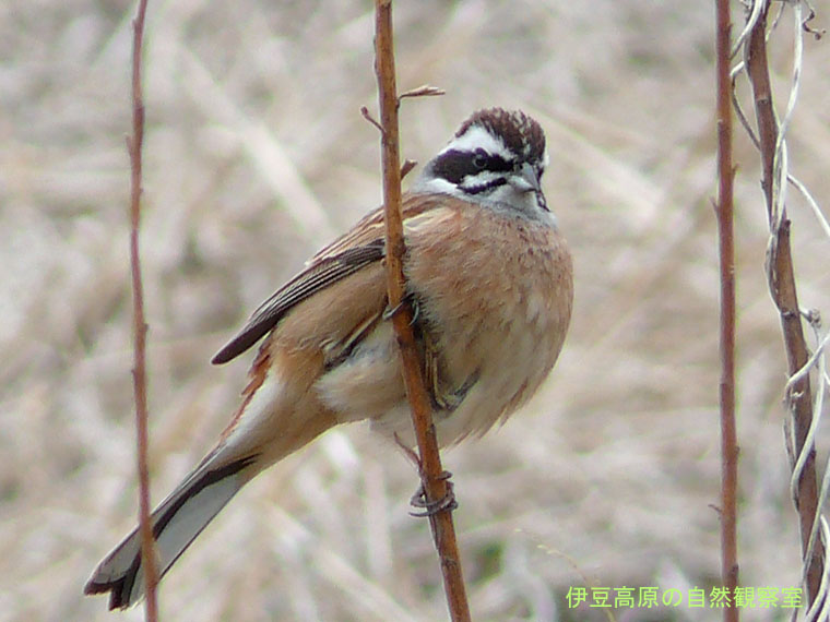 �ɓ������̎��R�ώ@��