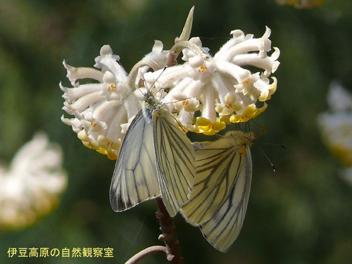 �ɓ������̎��R�ώ@��