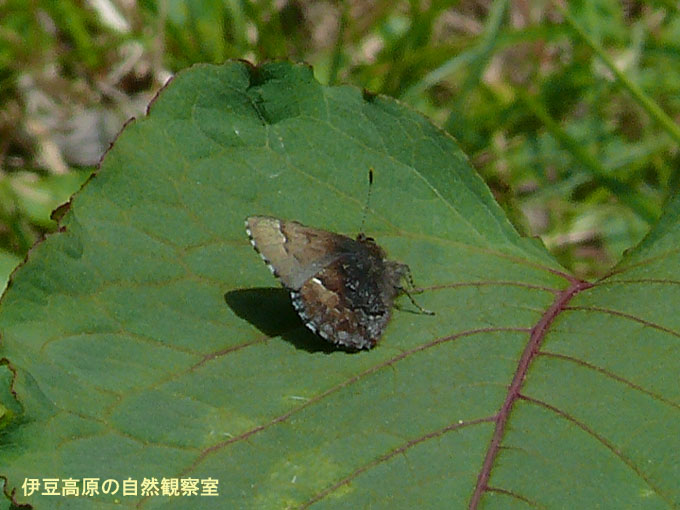 �ɓ������̎��R�ώ@��