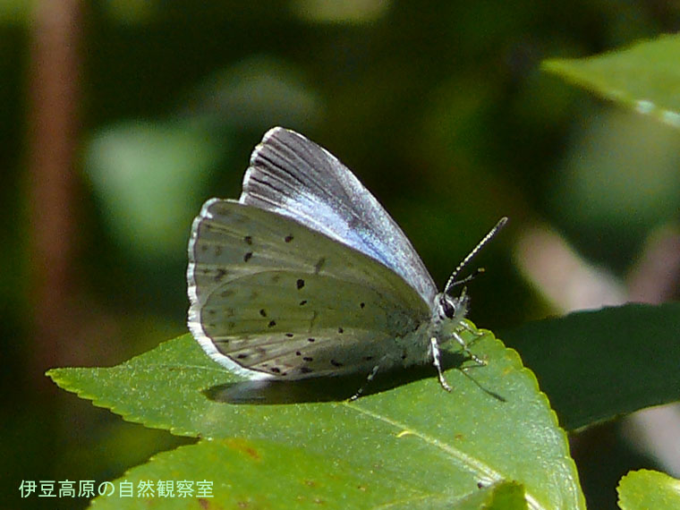 �ɓ������̎��R�ώ@��