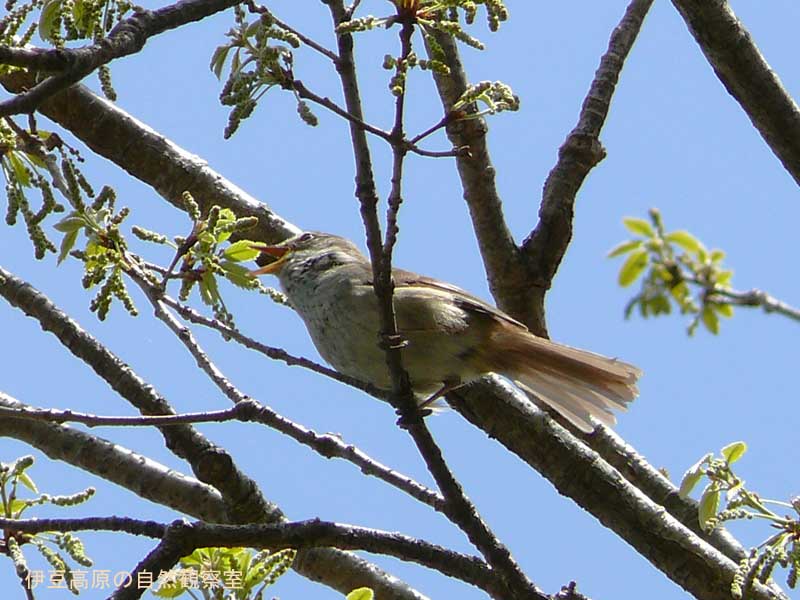 �ɓ������̎��R�ώ@��