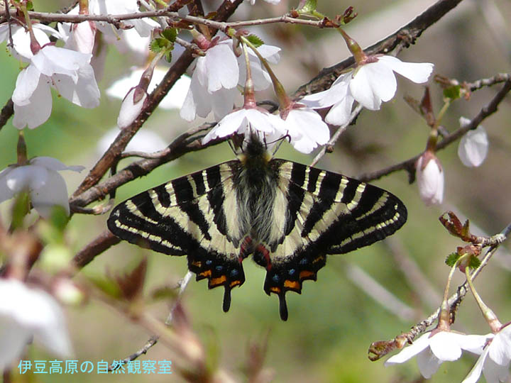 �ɓ������̎��R�ώ@��