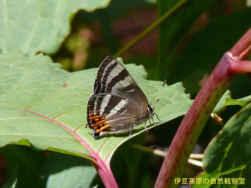 �ɓ������̎��R�ώ@��